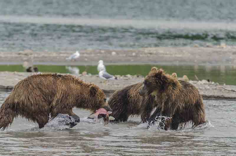 Oso Pardo - Kamchatka - Rusia 16.jpg